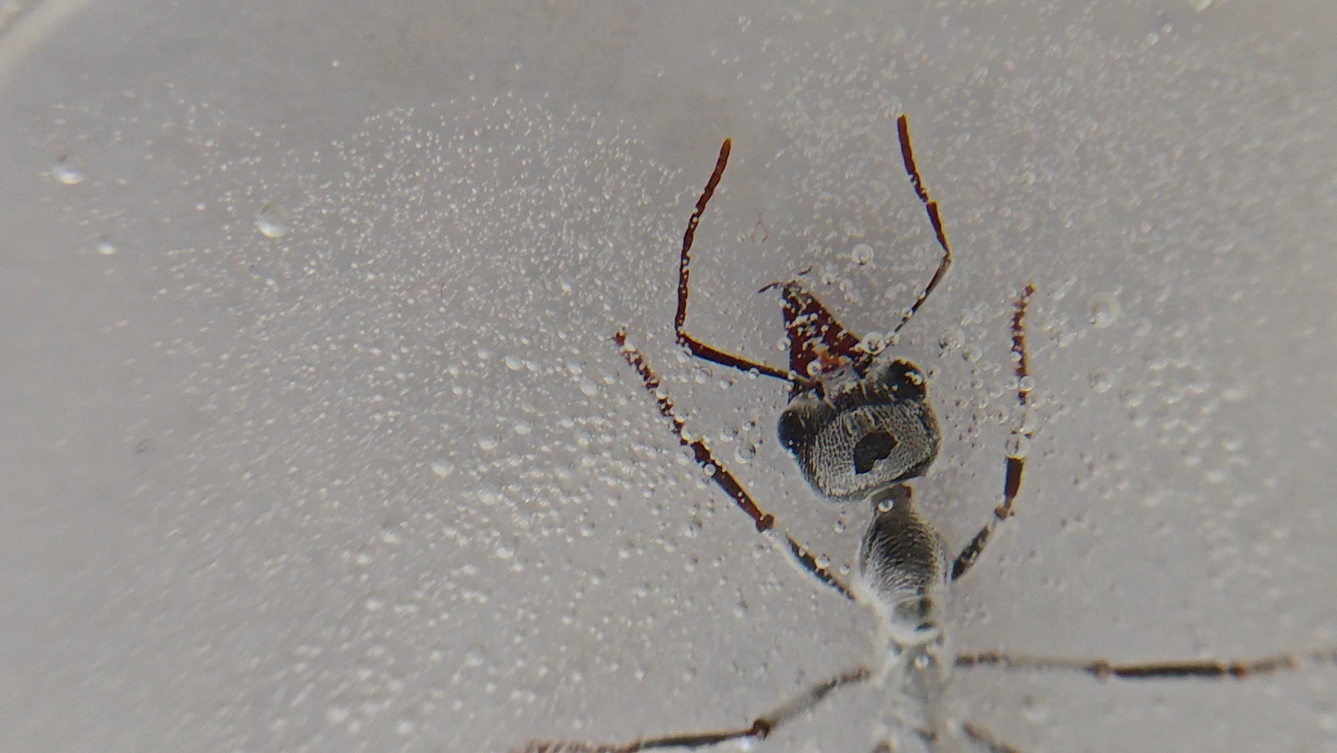 【黑梨牛蚁】死掉的中工