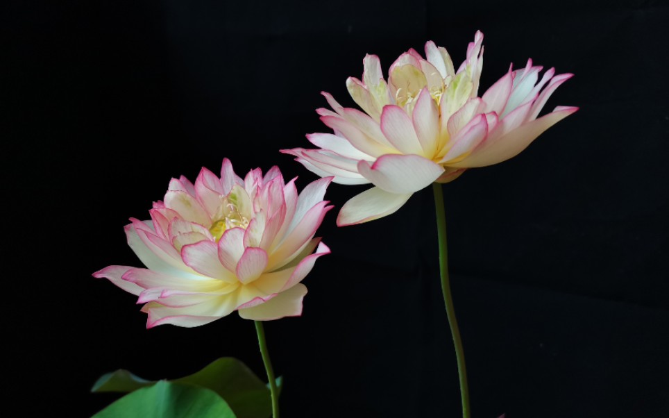 [图]荷花•雨花情开花(延时记录)