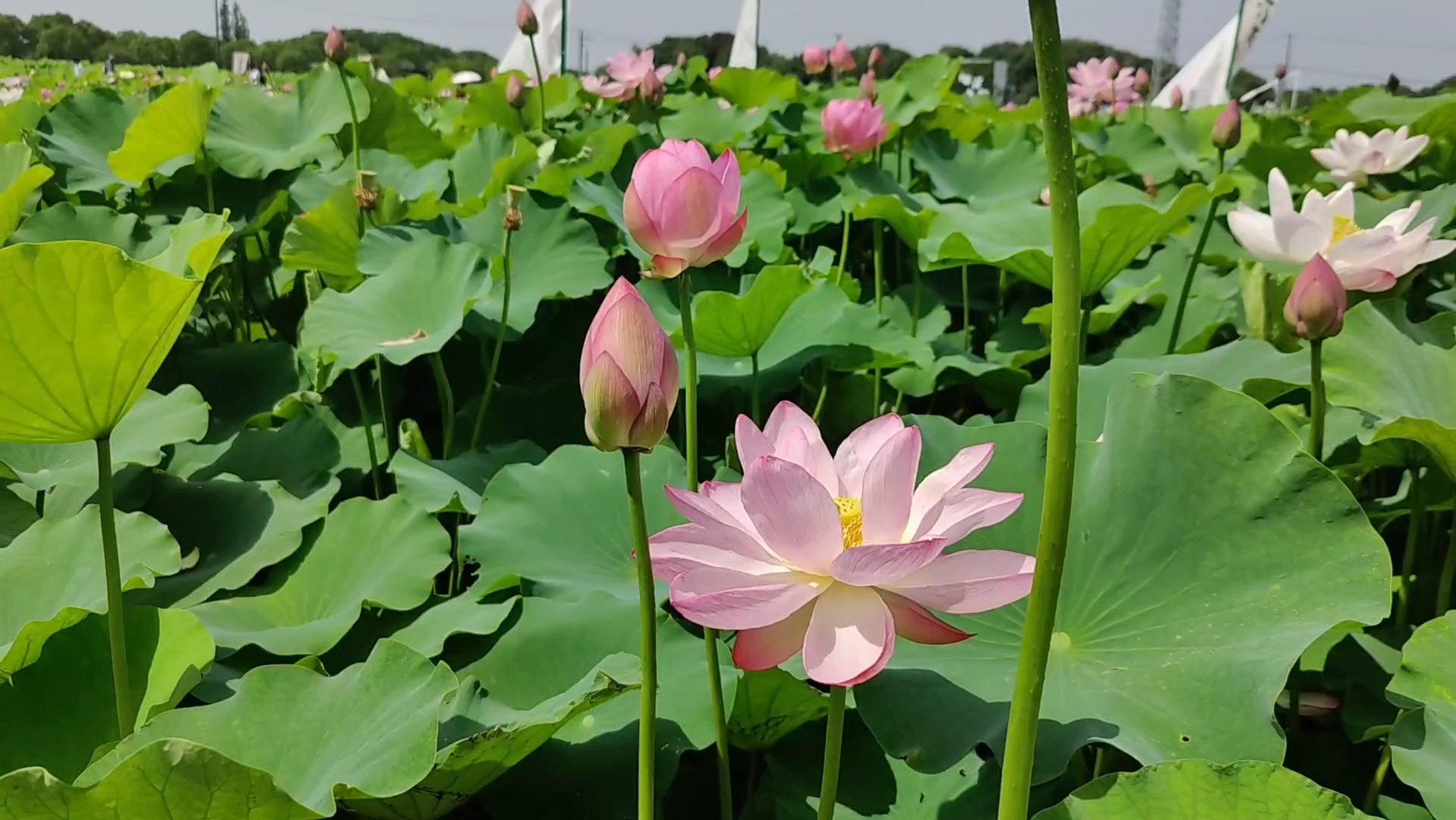 星星一样的荷花,散养的羊驼,有机会下次来钓鱼!@嘉北郊野公园