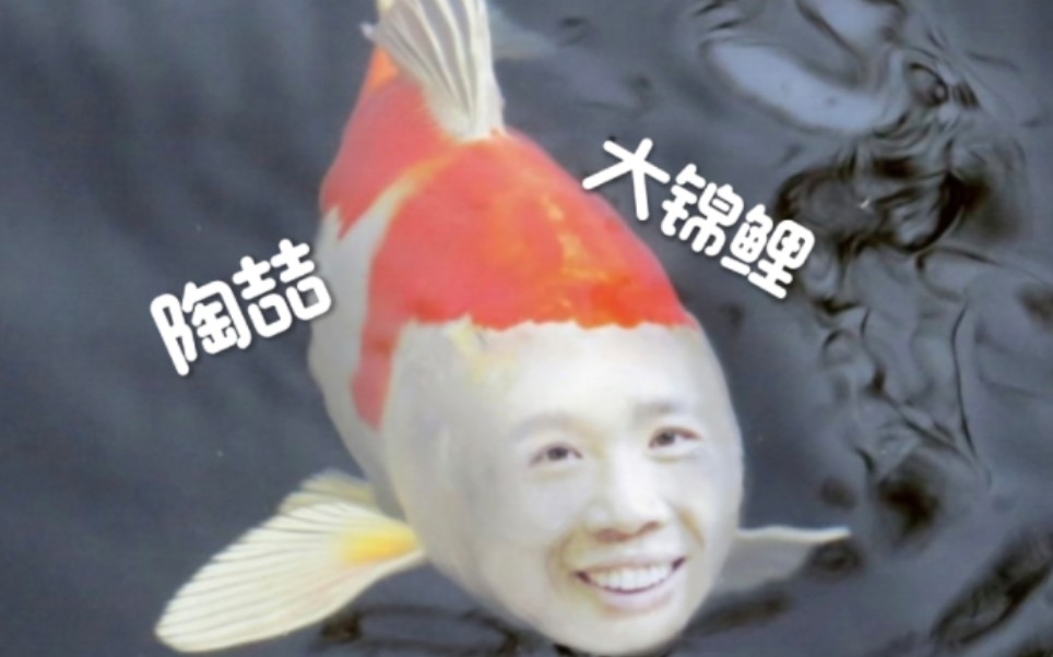 【陶喆】听说现在的你已经是"大锦鲤"