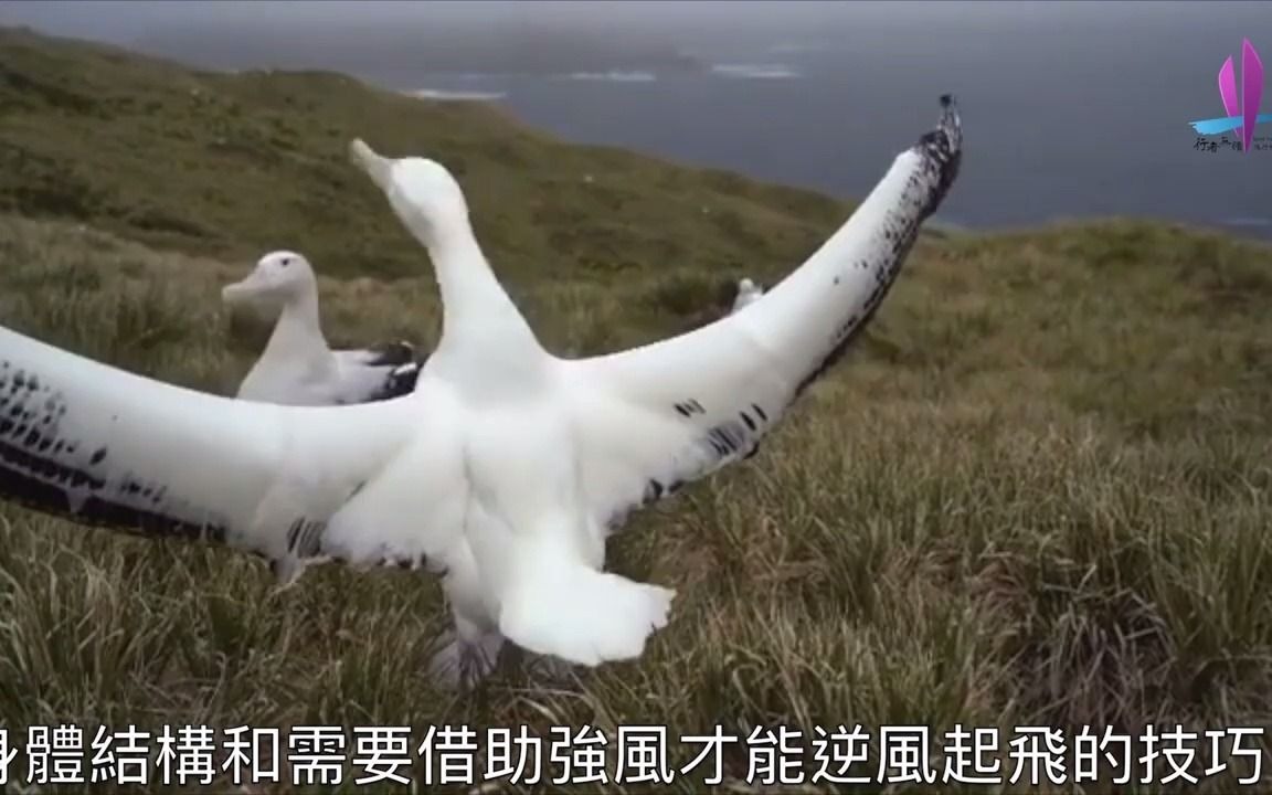 漂泊信天翁(Wandering Albatross)哔哩哔哩bilibili