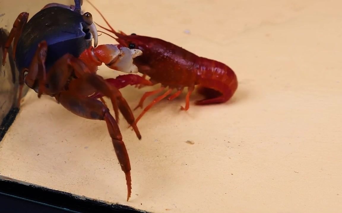 海螃蟹vs龙虾