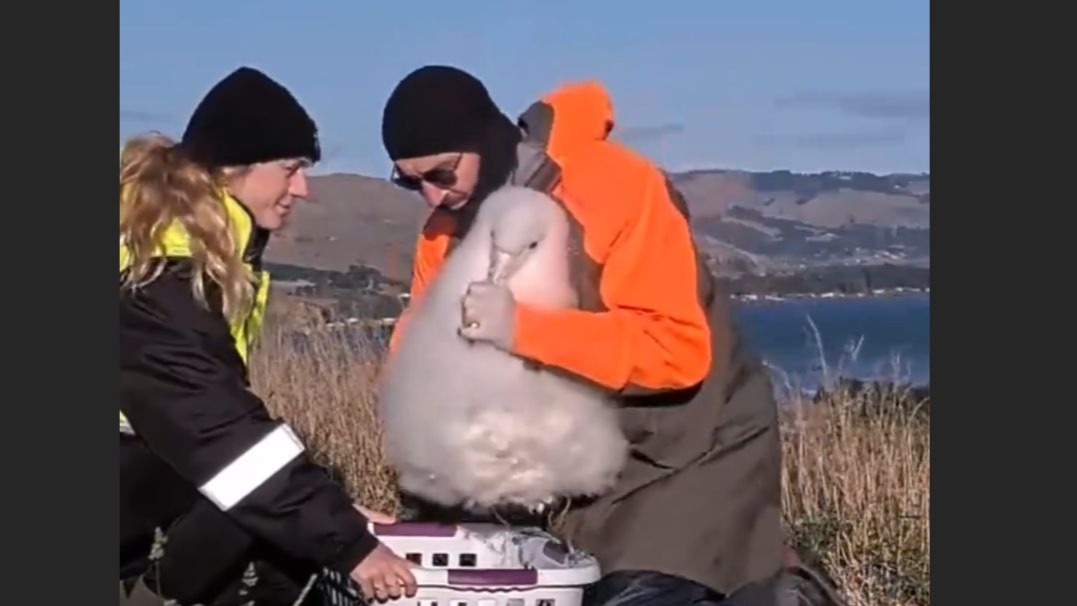 大块头没有大智慧的信天翁