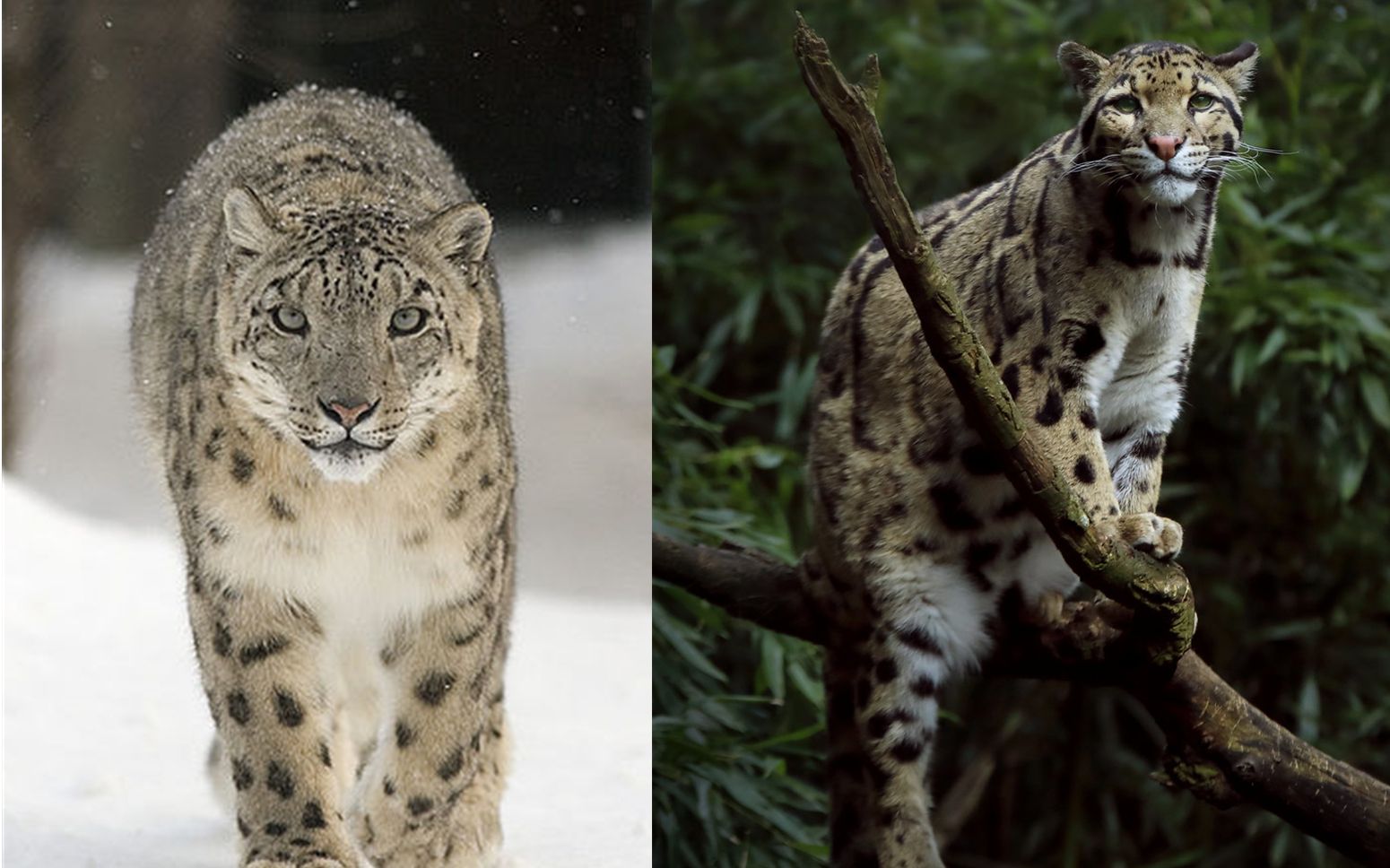 猫科动物-豹族-上-云豹 巽他云豹 雪豹