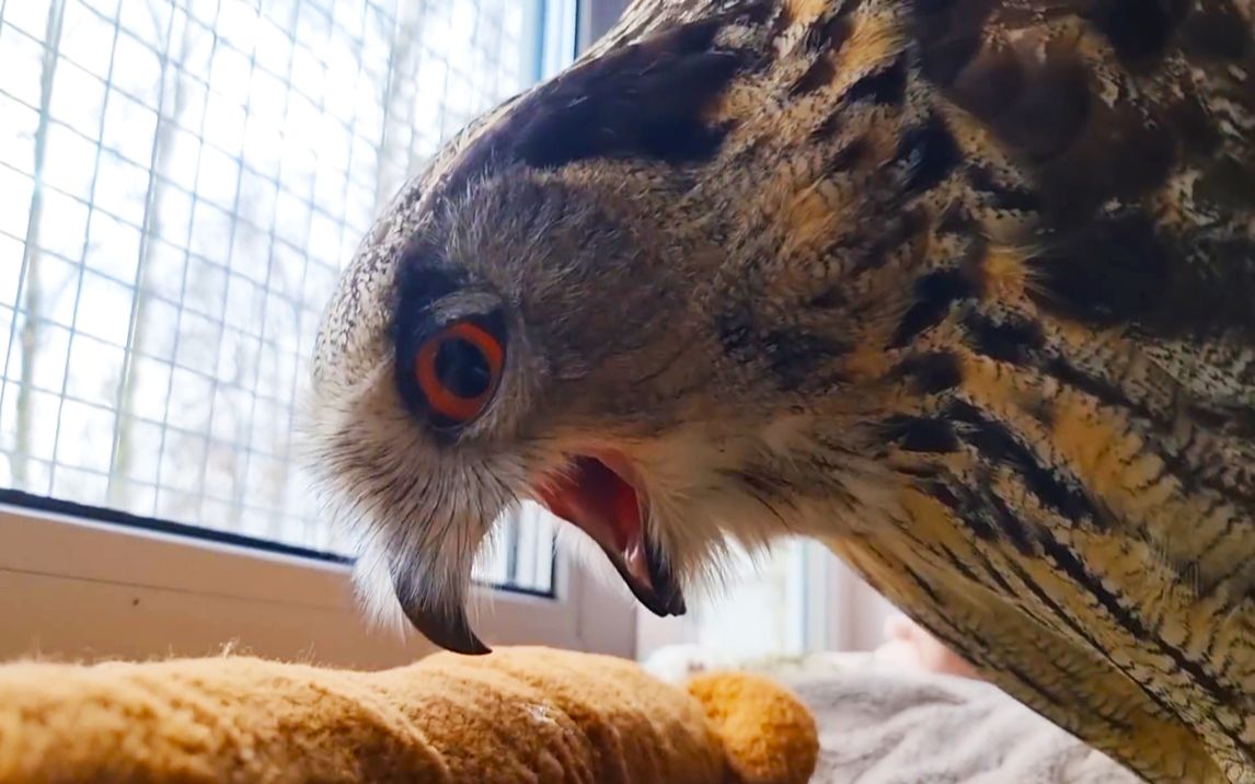 猫头鹰吐食丸yoll不许拍我要面子的