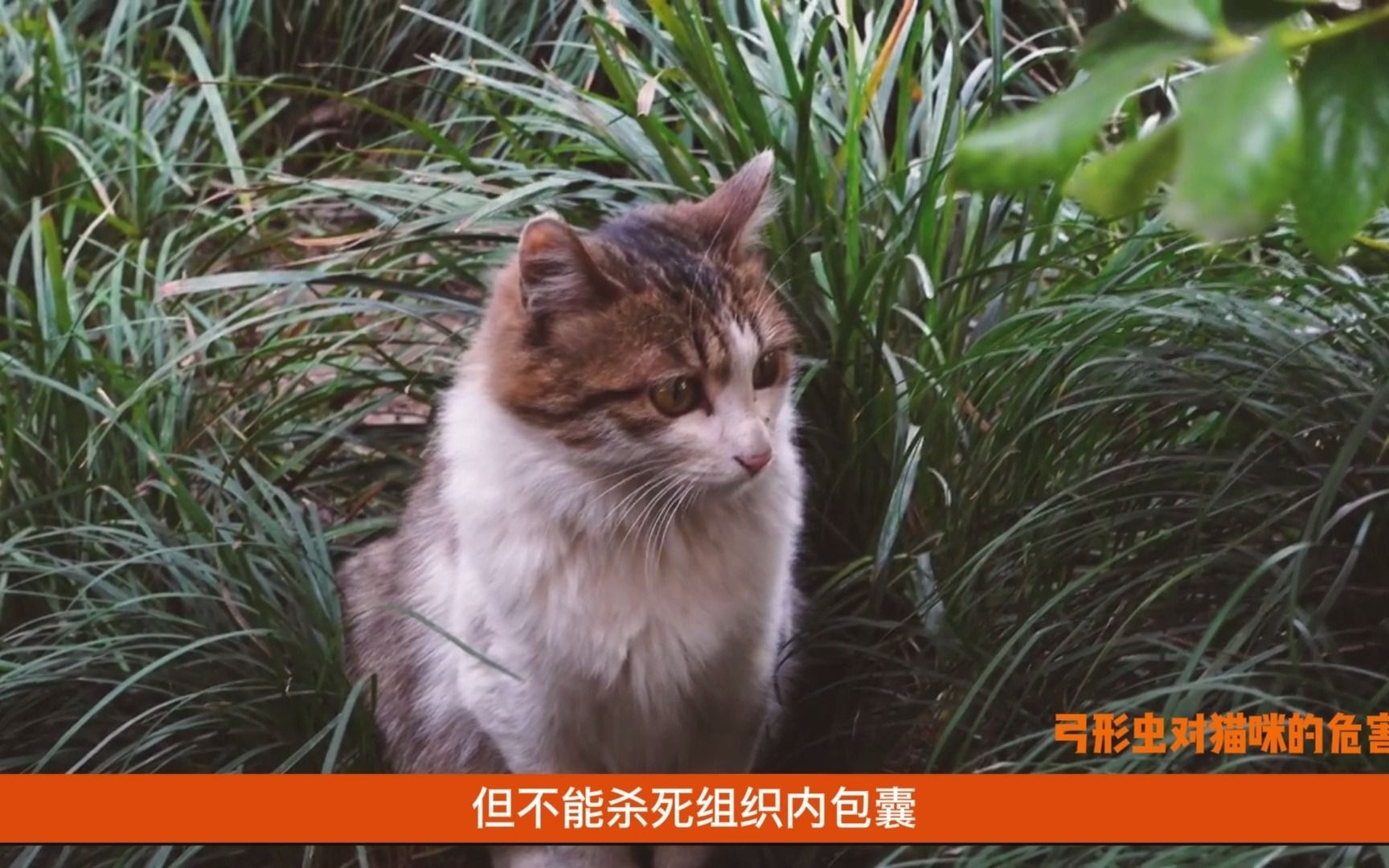 猫咪得了弓形虫不用怕,这些方法可以有效治疗.哔哩哔哩bilibili