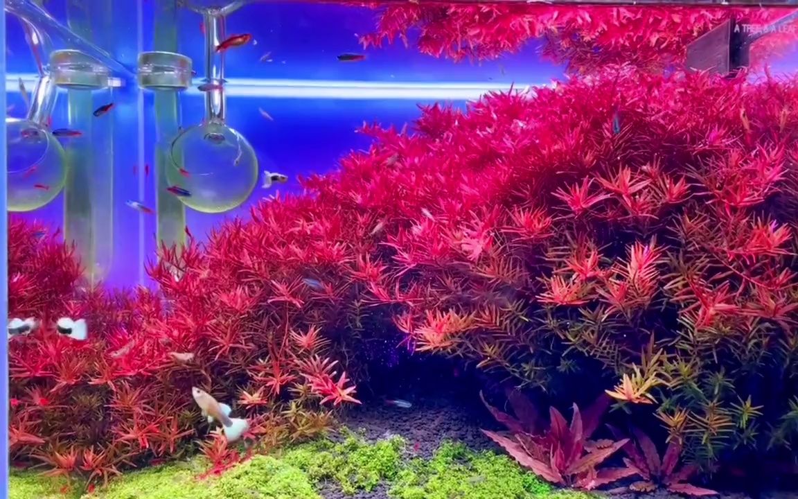 【养鱼】广东的夏天过去了,你准备好养红色系水草了吗