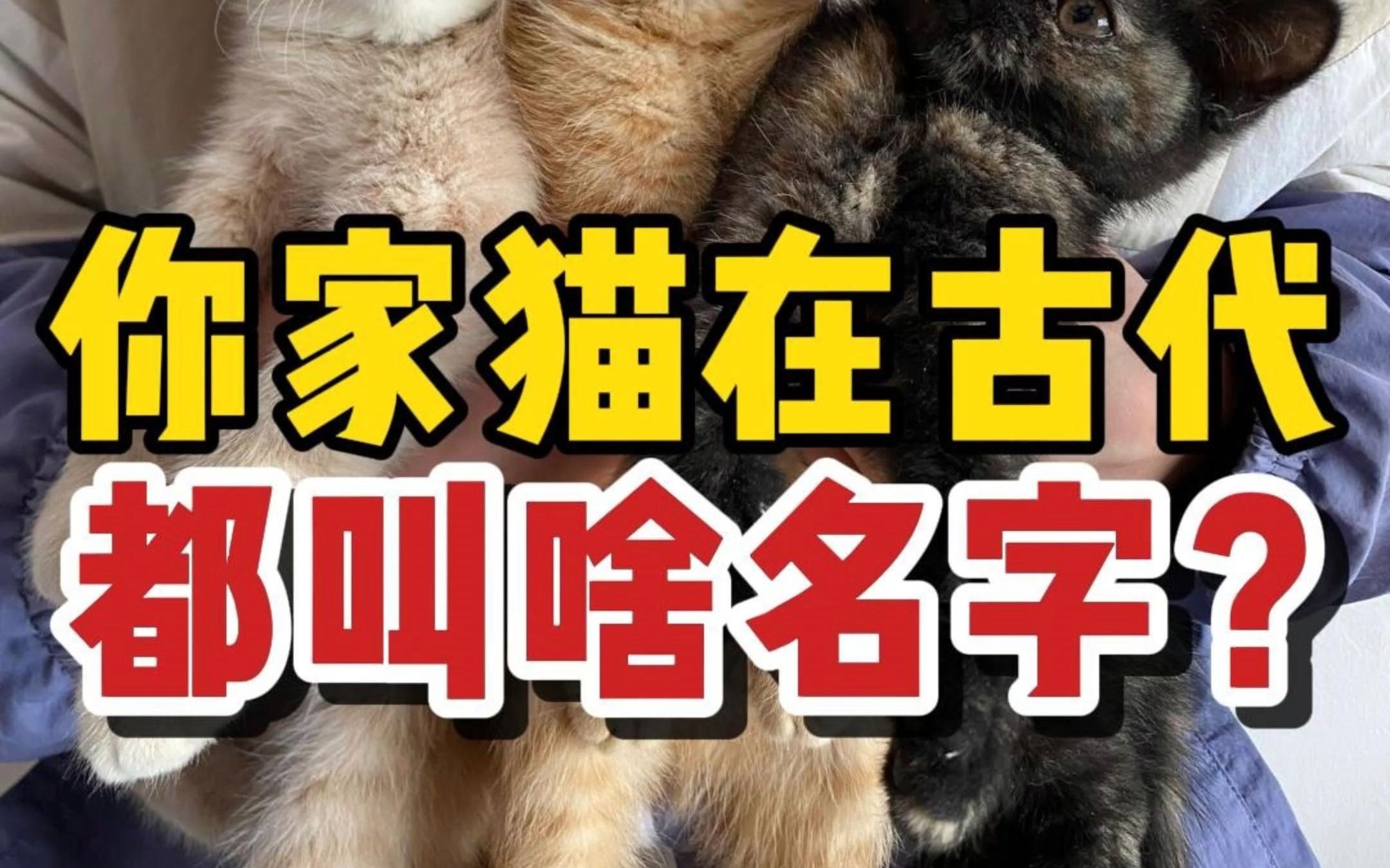 老祖宗是如何给猫咪取名字的?哔哩哔哩bilibili