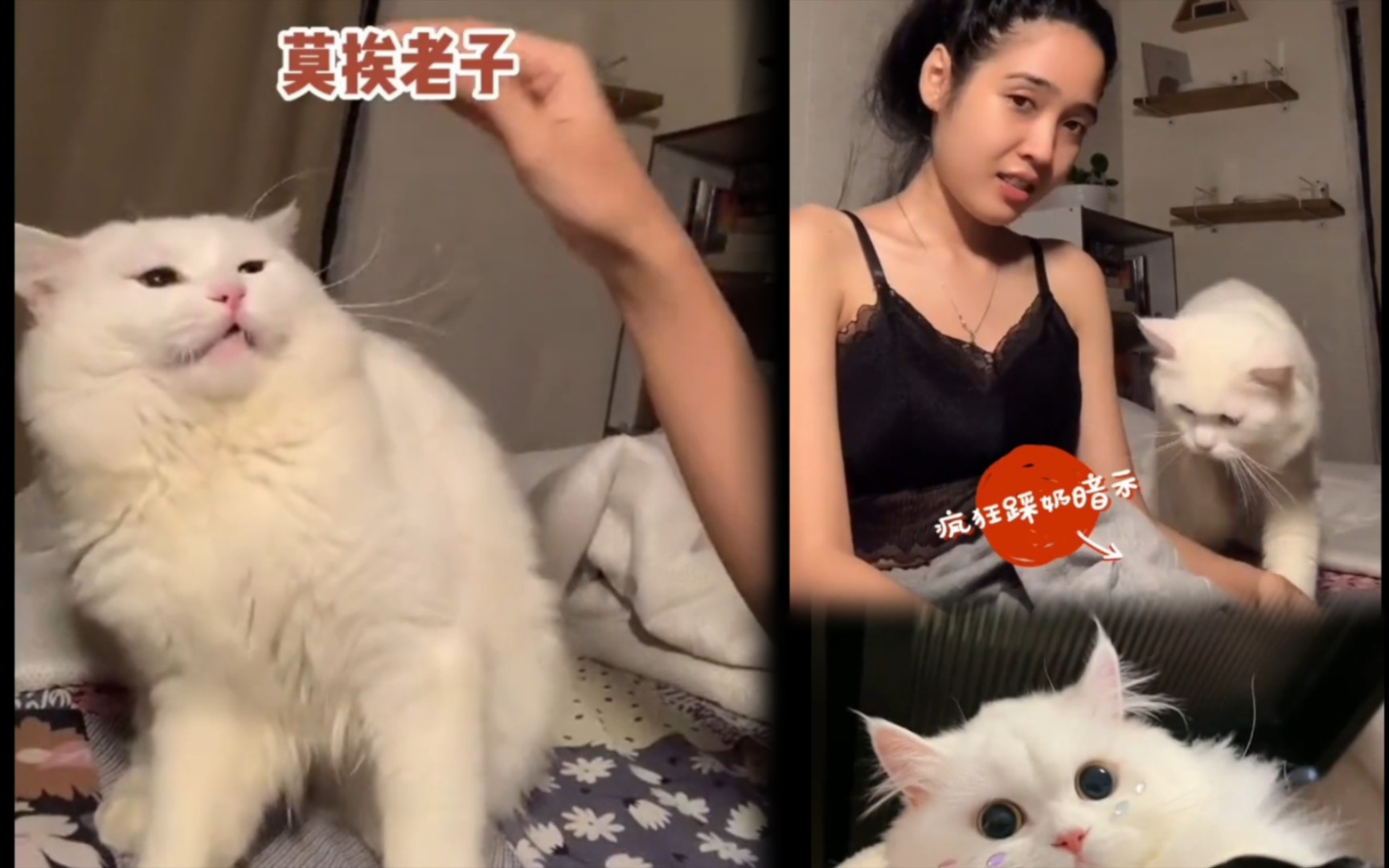 [图]活该败在女人手里的猫咪！主线任务：夺回霸总猫咪的尊严！