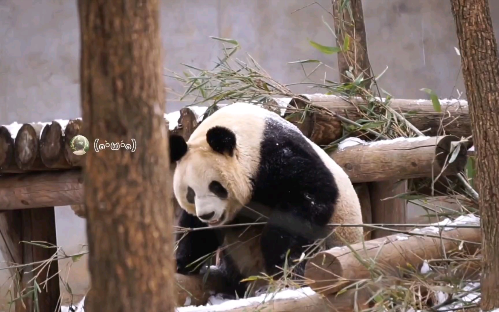 【大熊猫梦梦】雪地里狂欢喝点小美女