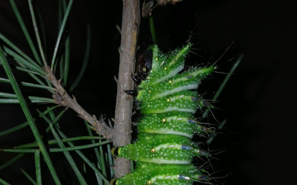 另类吃播-长尾大蚕蛾幼虫取食记录_哔哩哔哩_bilibili