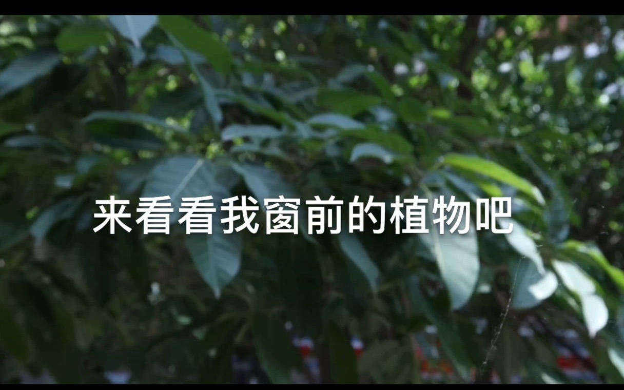 [图]来看看我窗前的植物吧