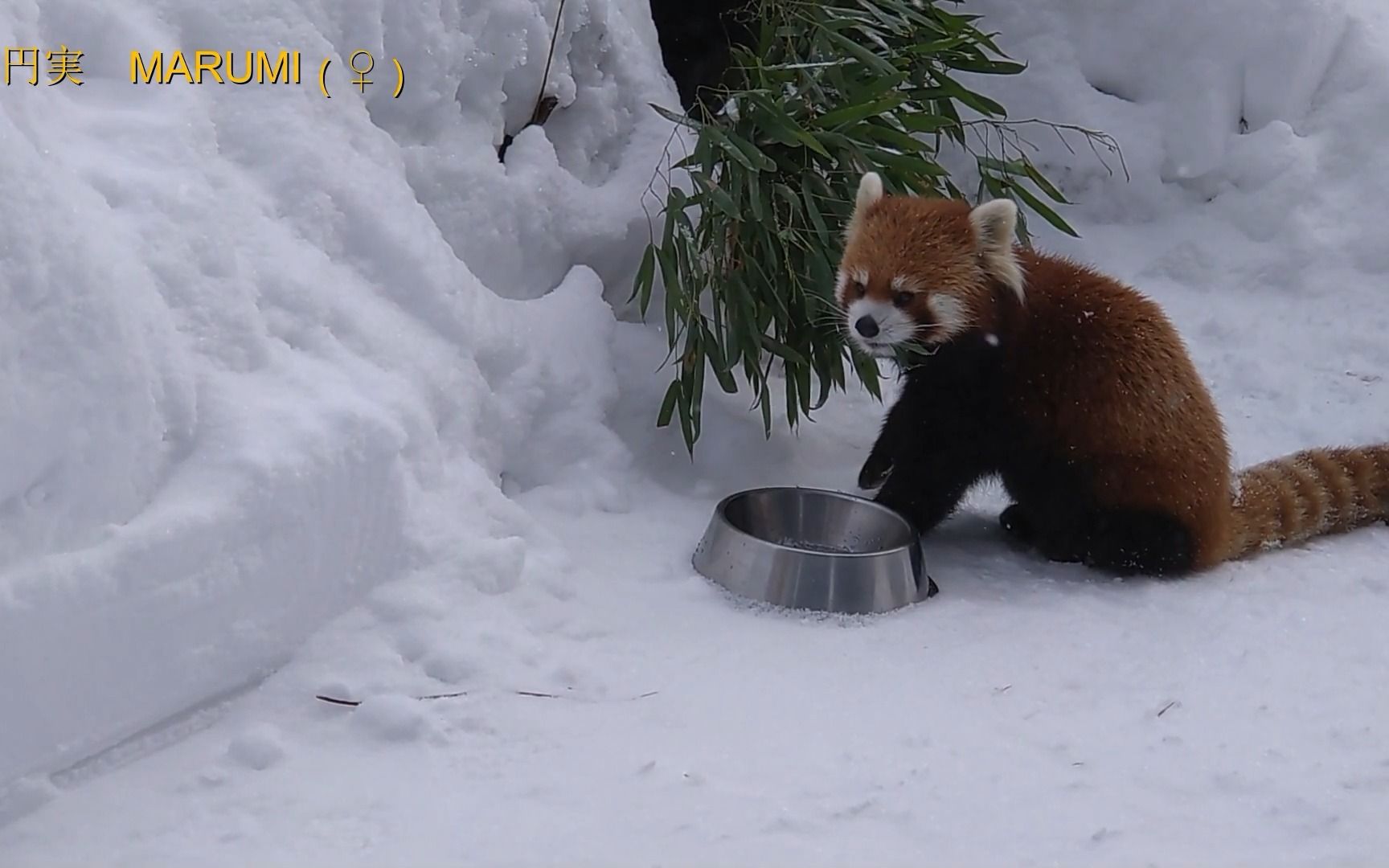 札幌市円山动物园 等待投食的小熊猫