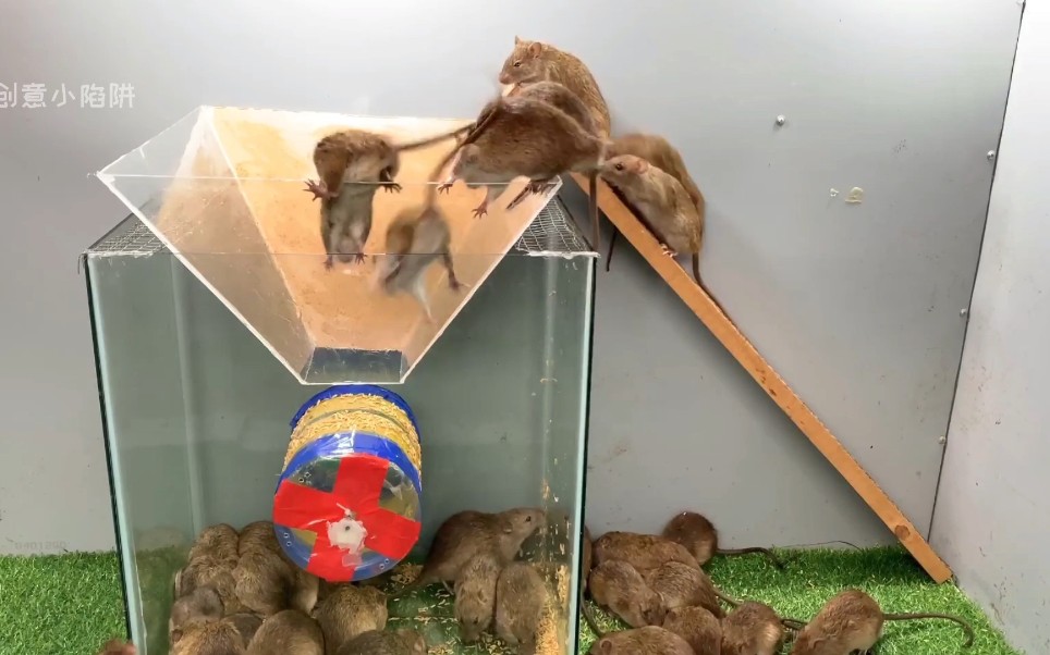 升级版滚筒式捕鼠陷阱,老鼠们在上面表演杂技,玩得不亦乐乎_哔哩哔哩