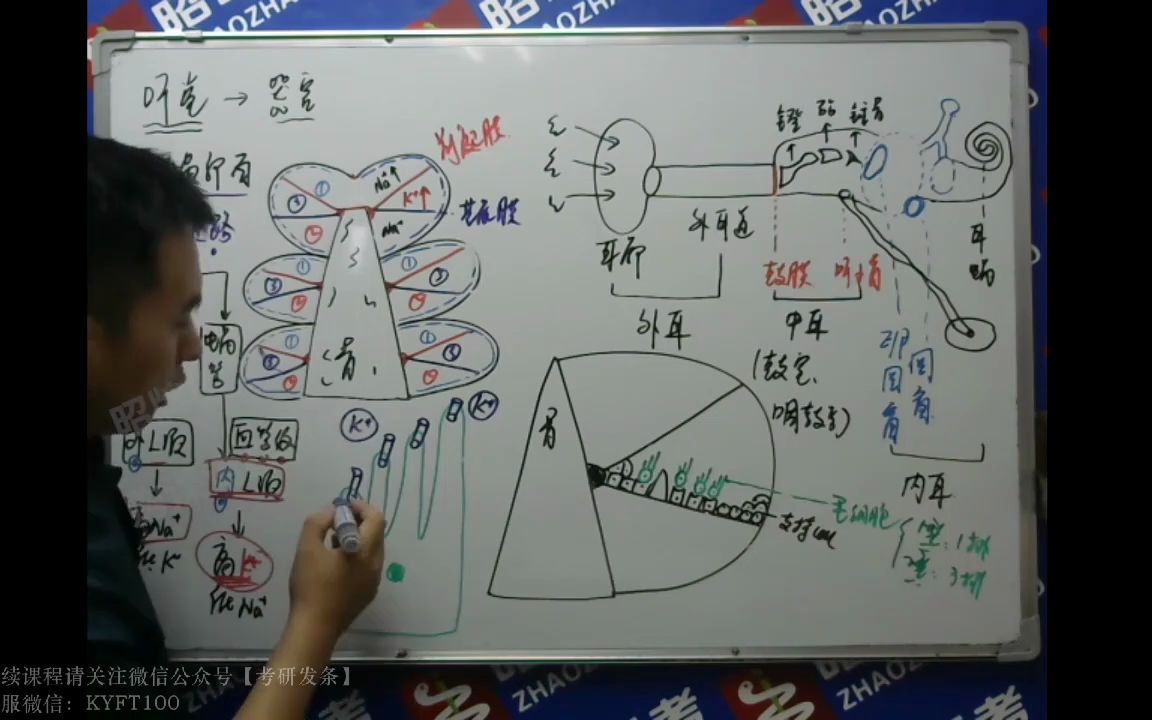 09.感觉器官ⷧ쬰4节ⷥ쨧‰ⷨ€𓨜—的感音换能作用教学哔哩哔哩bilibili