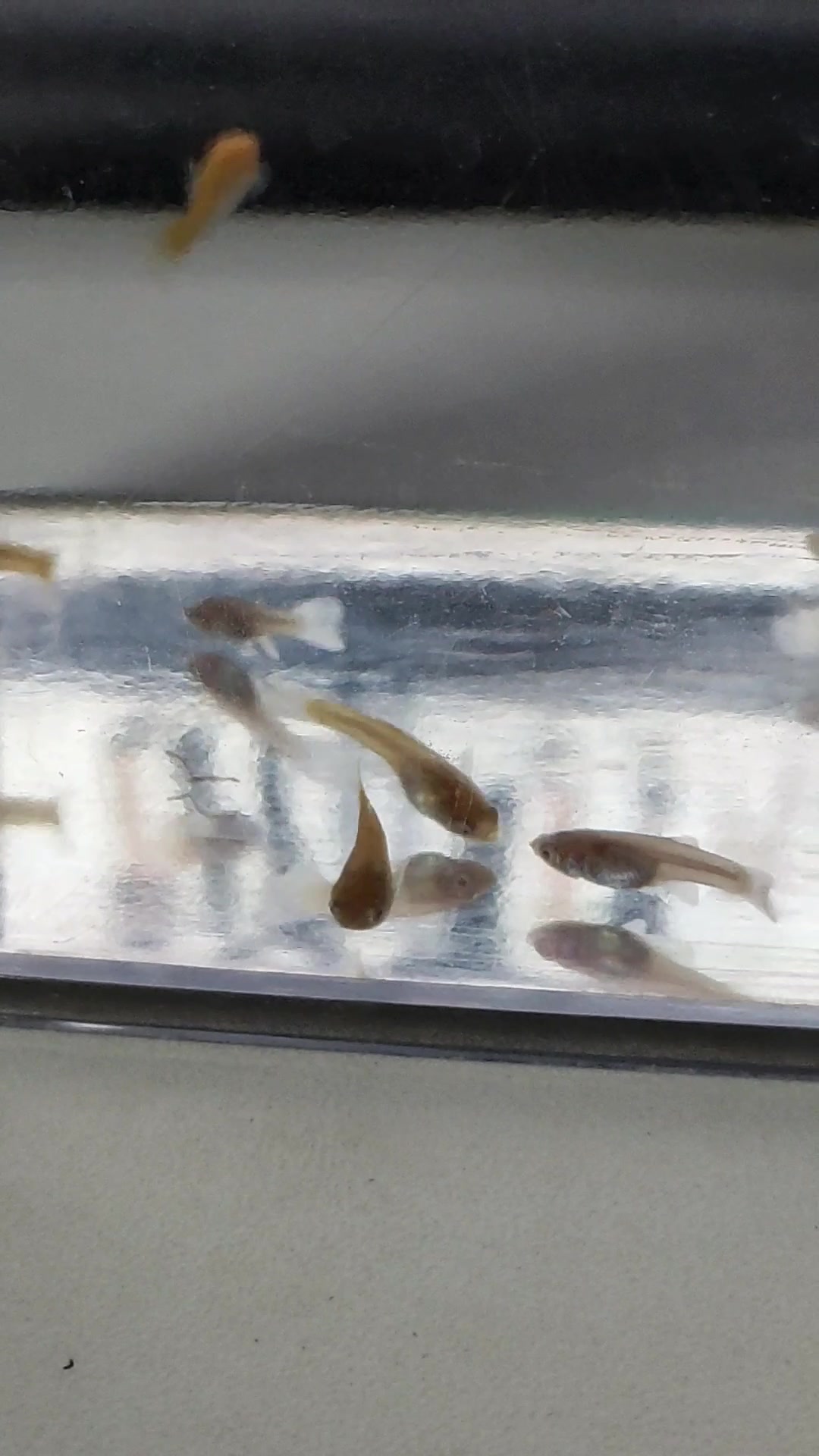 活动  出生25天的小孔雀鱼