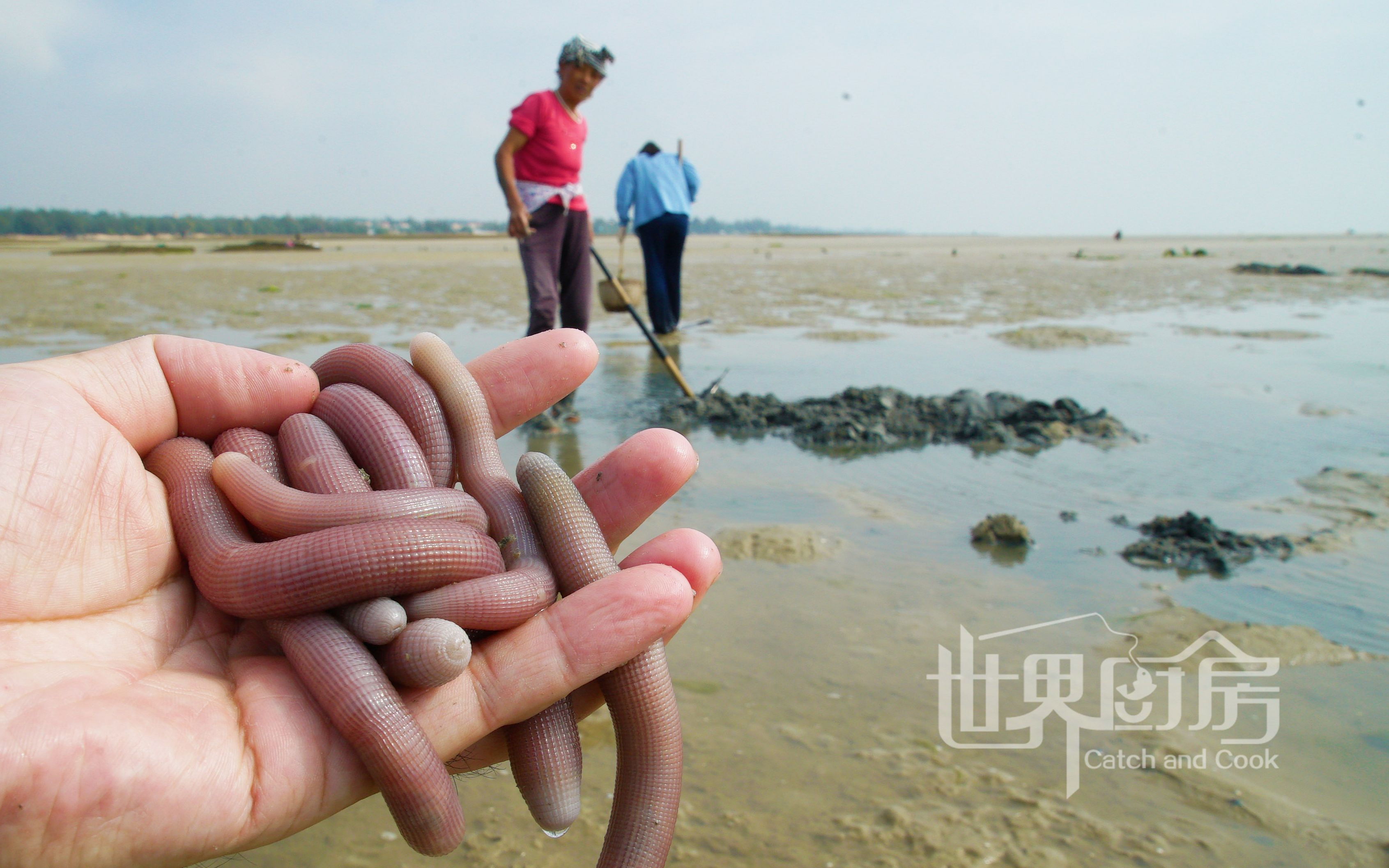 【世界厨房】广西北海挖沙虫,厉害的人一天挖好几斤,干沙虫竟然要一千多块钱一斤哔哩哔哩bilibili