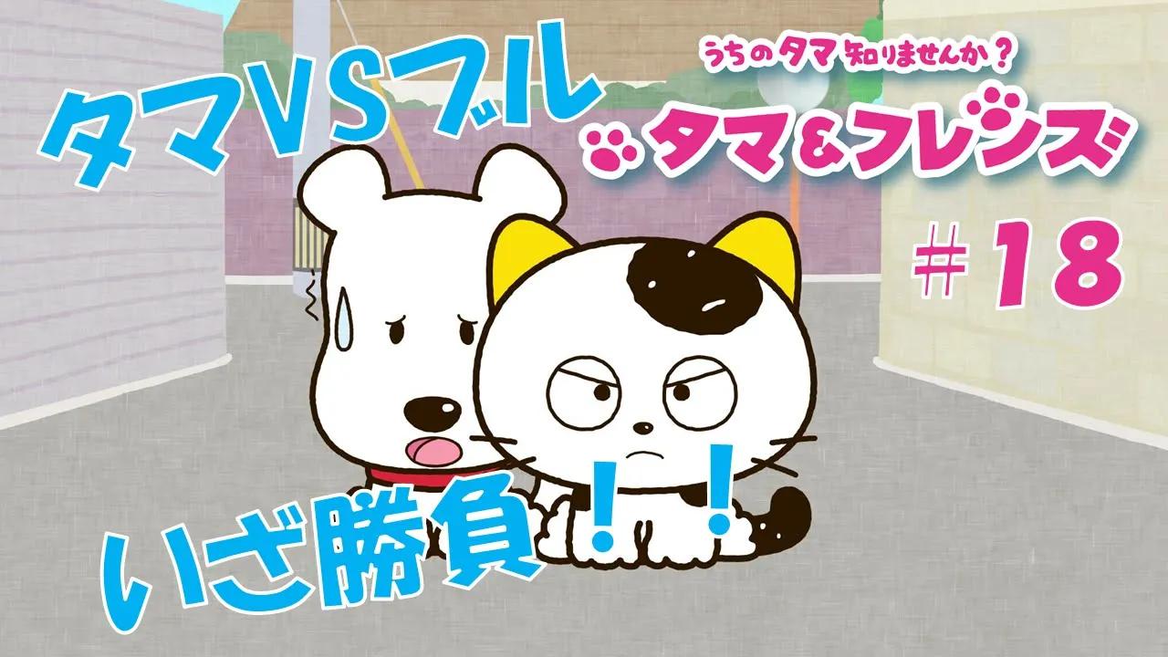 【生肉】tv动画《猫狗宠物街》第18话_哔哩哔哩 (゜-゜)つロ 干杯