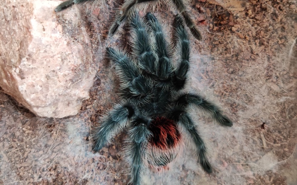 五花肉蜕皮了,大家来看看巴西巨人红尾的美!_哔哩哔哩_bilibili