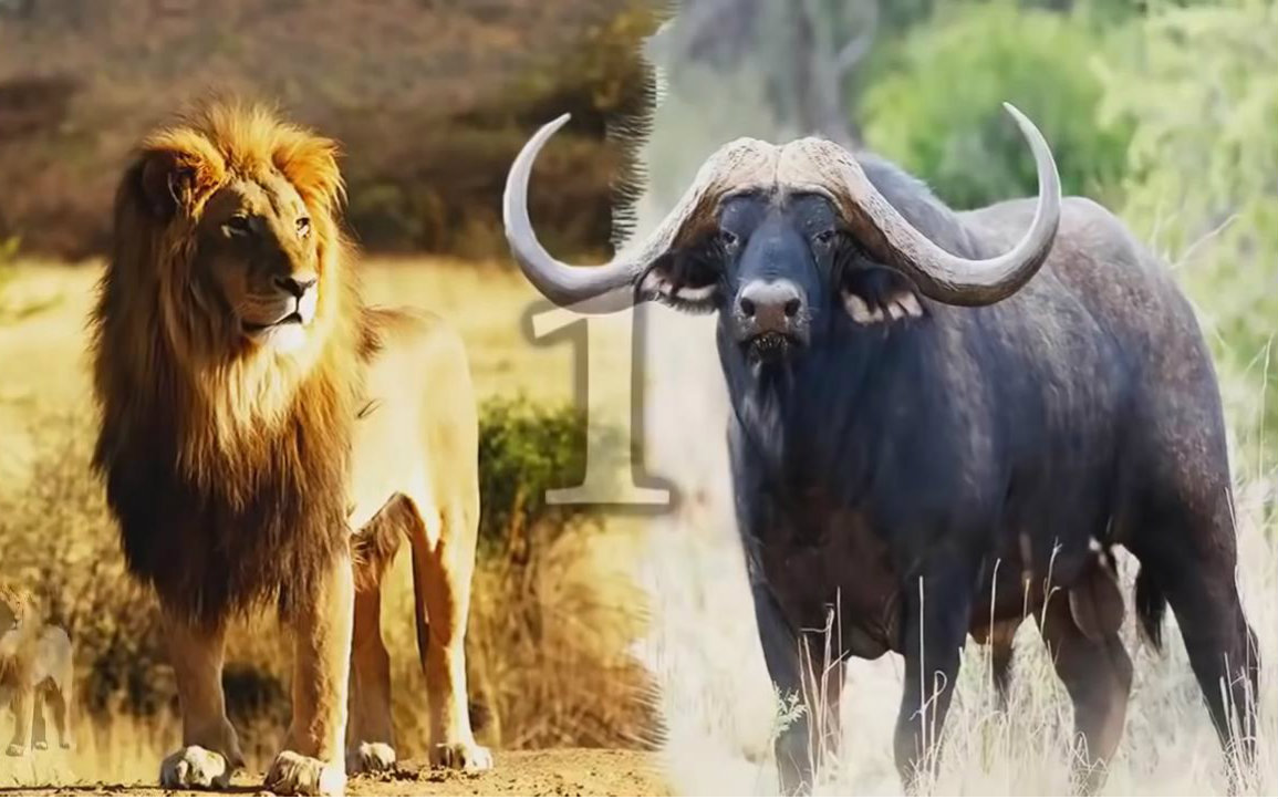 【油管搬运】狮子 vs 水牛_哔哩哔哩 (゜-゜)つロ 干杯~-bilibili