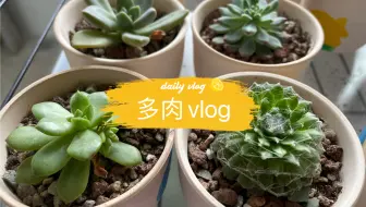 室内养多肉选择哪些品种更适合 推荐几种容易出状态好看的给新手朋友们 哔哩哔哩 Bilibili