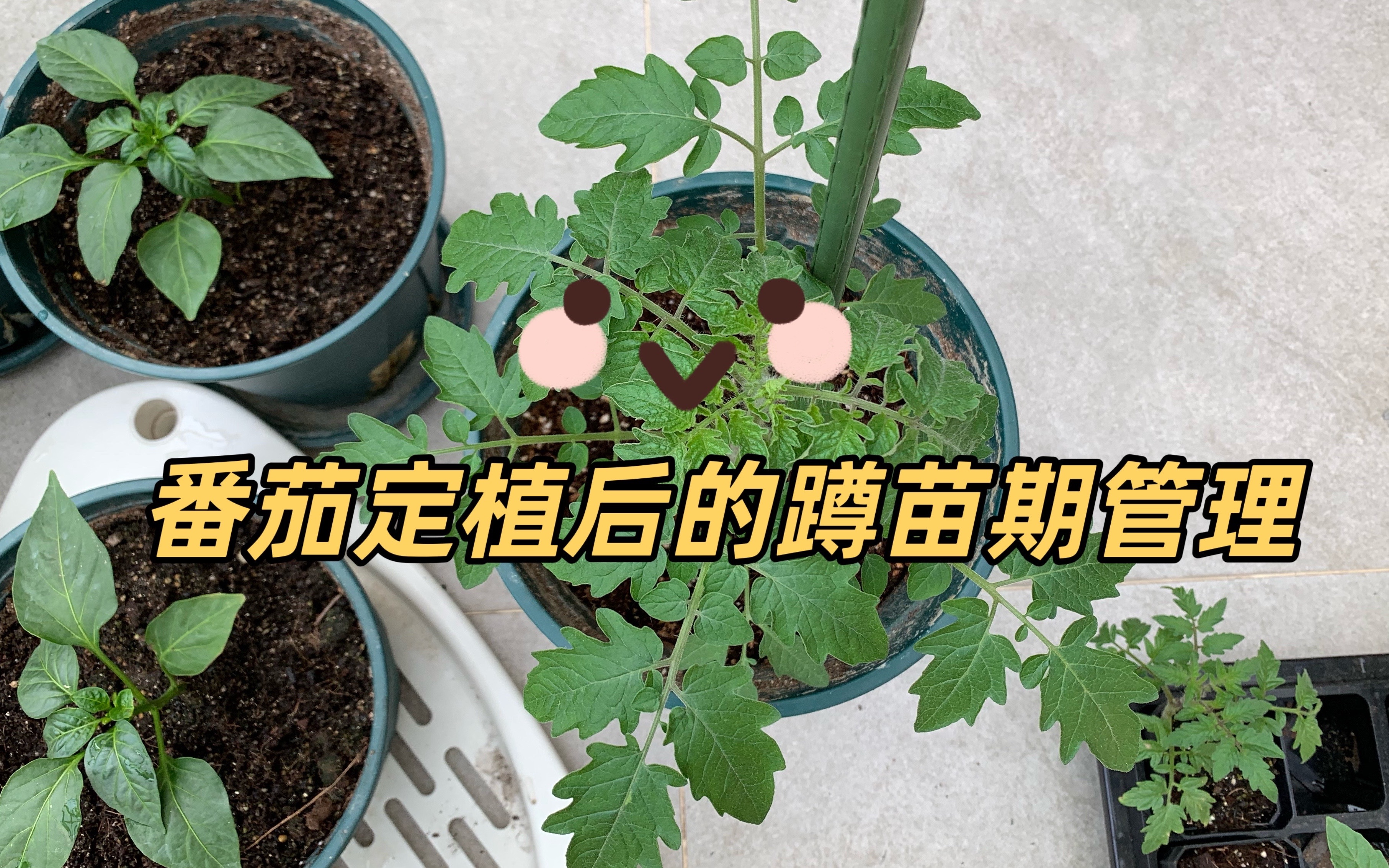 番茄定植后的蹲苗期管理哔哩哔哩bilibili