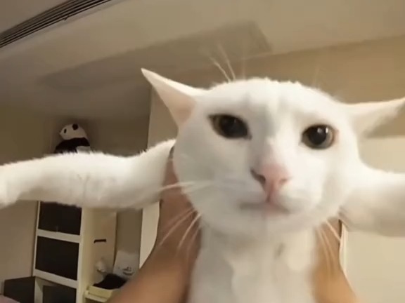 tiktok小猫猫合集一则189哔哩哔哩bilibili