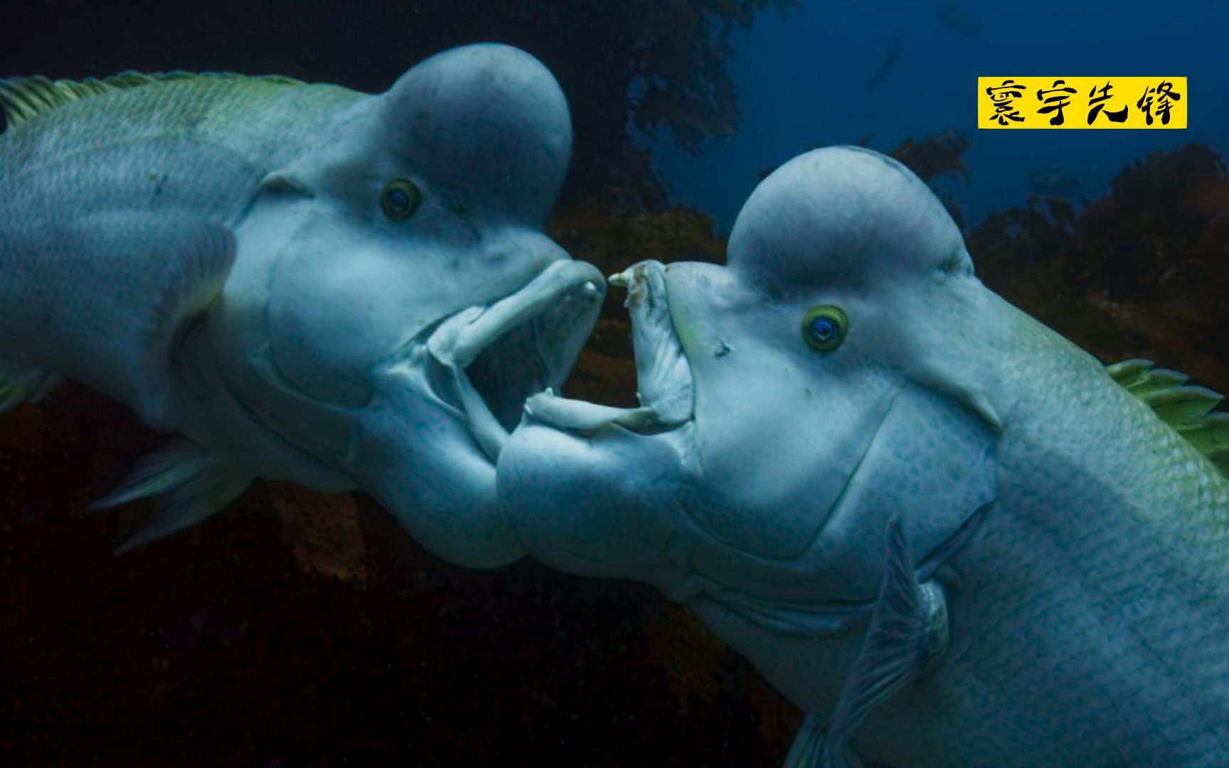 隆头鱼:从夫妻到兄弟,最后成为情敌