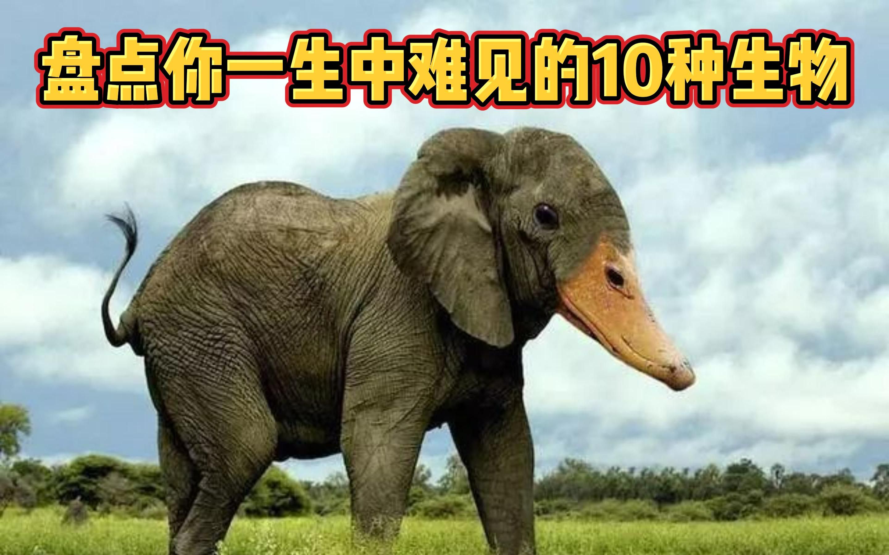 蛇也有脚?盘点你一生中都难见的10种奇怪生物哔哩哔哩bilibili