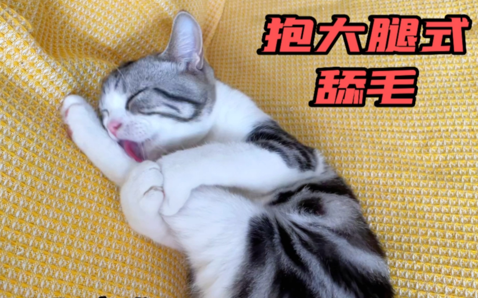 抱大腿沉浸式舔毛的小猫咪