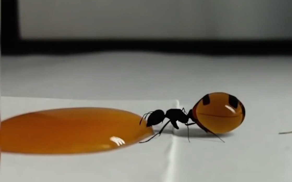 你都要炸了!蜜蚁:不要拦我!我还能喝!