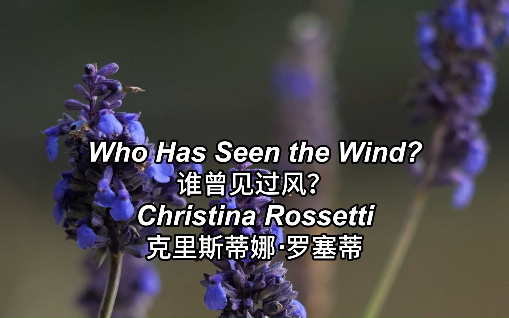 克里斯蒂娜ⷮŠ罗塞蒂Christina Rossetti 的诗歌"Who Has Seen the Wind?"(谁曾见过风)哔哩哔哩bilibili