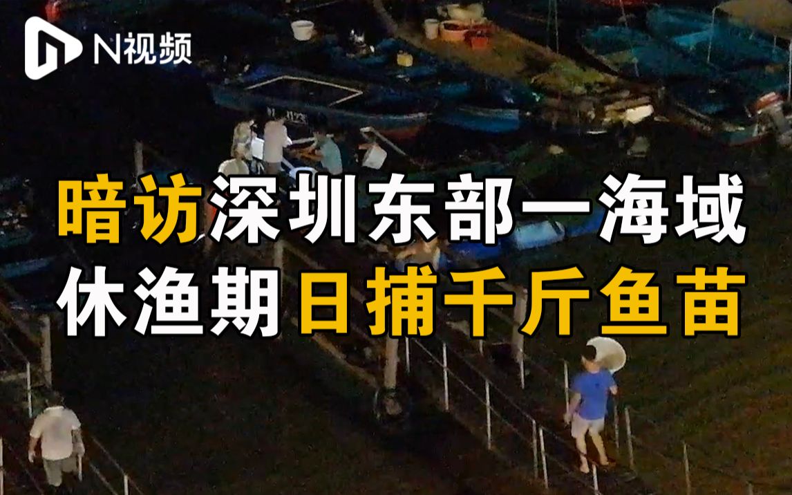 暗访深圳东部一海域休渔期日捕千斤鱼苗,还完美避开执法行动哔哩哔哩bilibili