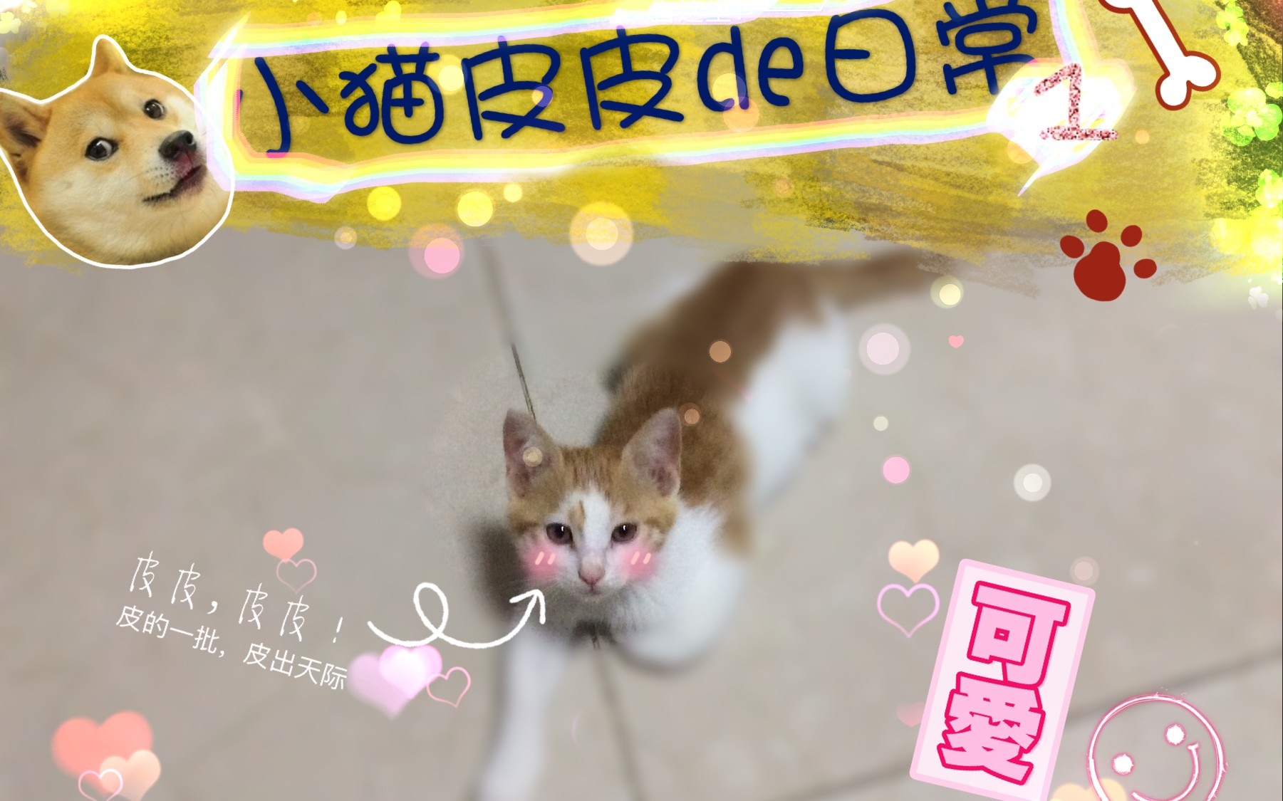 小猫皮皮皮的一批