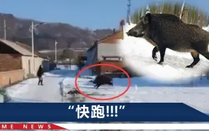 Скачать видео: 辽宁一野猪下山现场曝光！它高速冲刺，村民被追得直接上墙