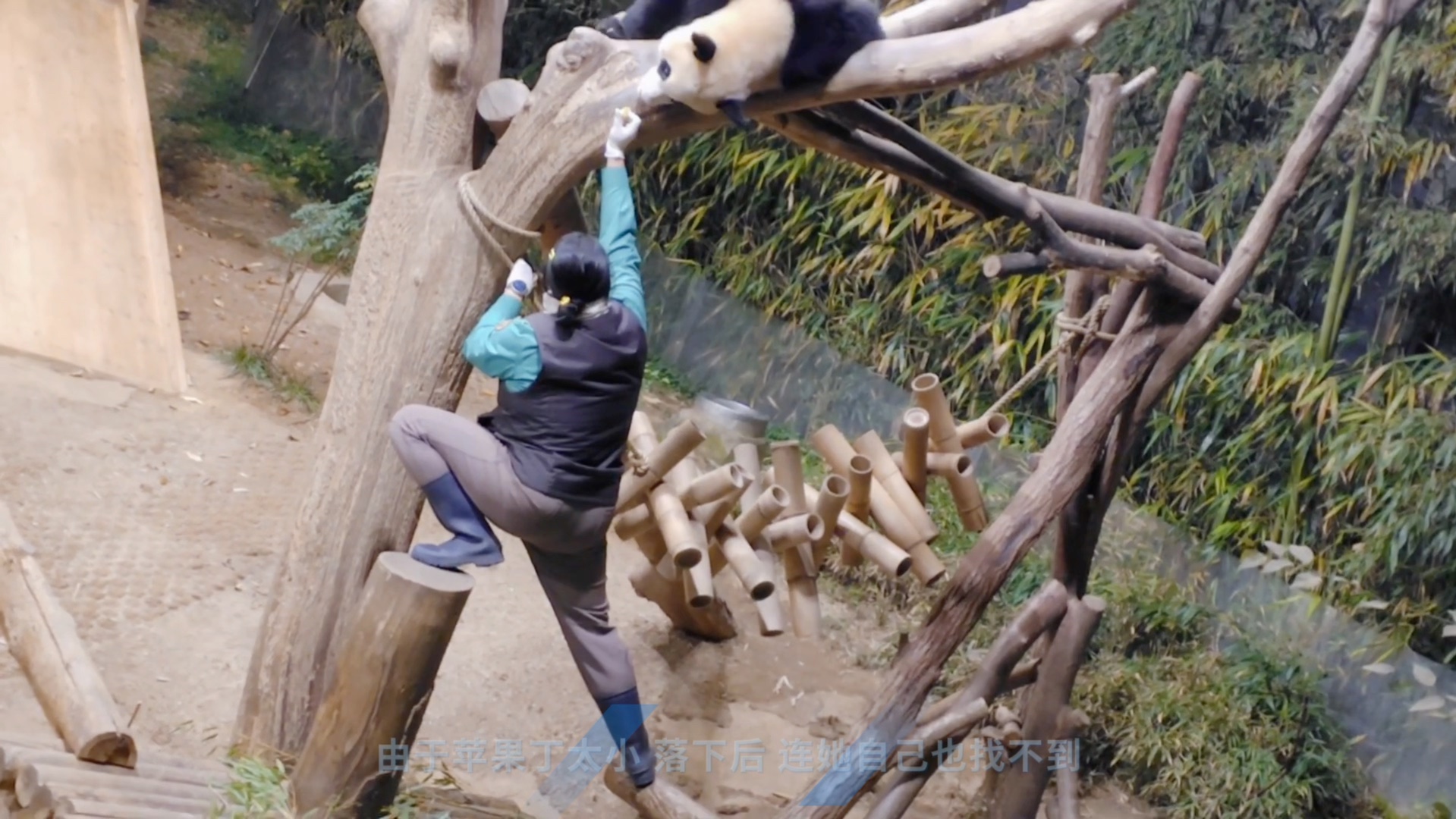 旅韩大熊猫吃的苹果丁确实小 小到饲养员也找不到 𐟘‚支持中央网信办开展“清朗ⷮŠ网络平台算法典型问题治理”专项行动,治理网络水军!#园欣华妮福宝...