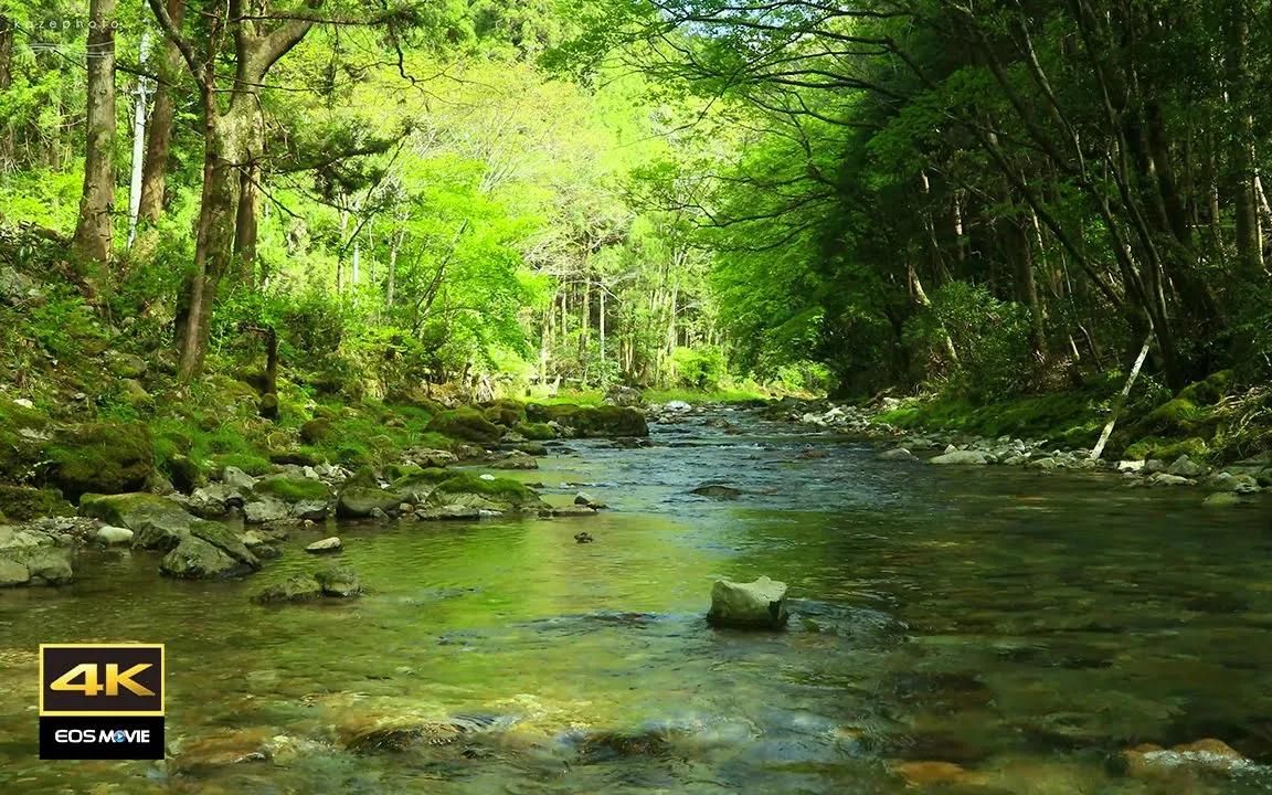 [图]4K 自然環境音 ASMR 泉水河流的声音 / 鸟儿叽叽喳喳