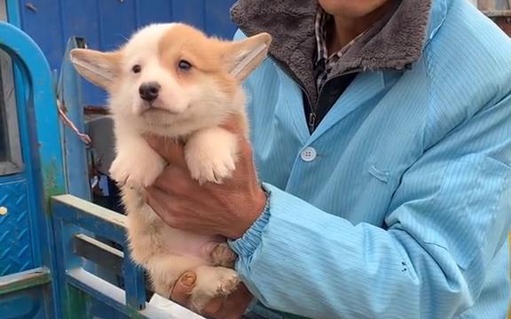 其实那只海盗脸的小柯基也是蛮可爱的