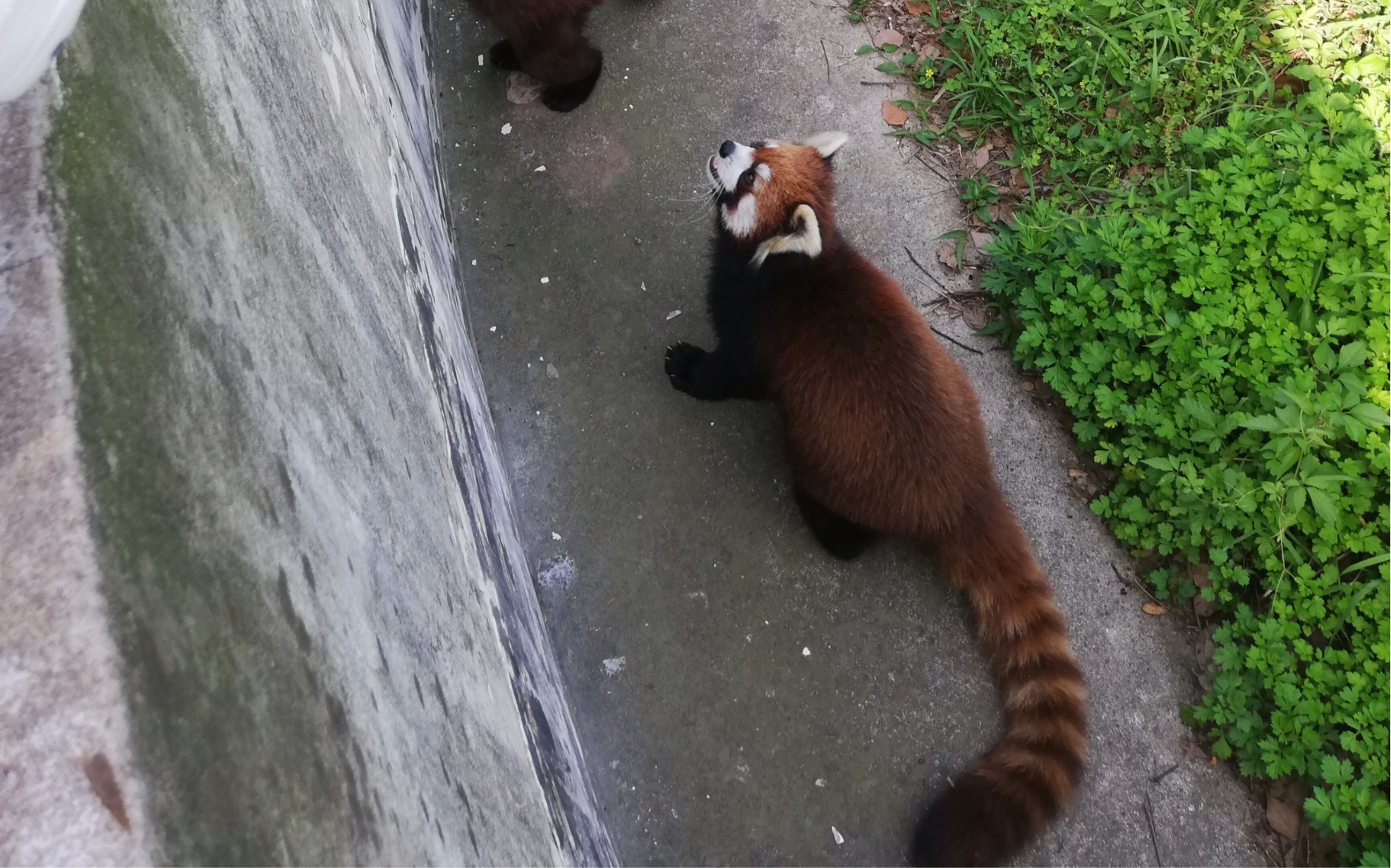合肥大蜀山动物园小浣熊动物园秋游萌宠