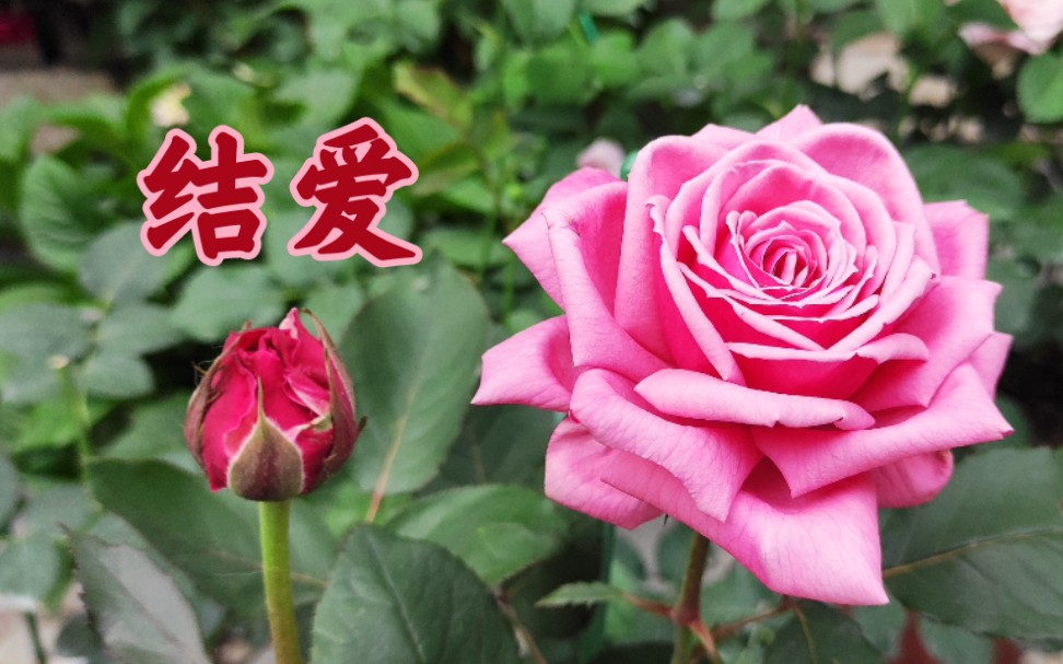 结爱小苗初长成浓香耐热花型复古直立好的月季