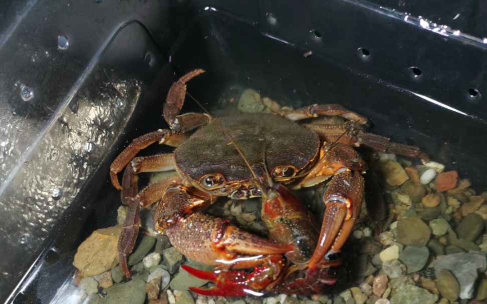 尖叶龙溪蟹喂食克氏原螯虾_哔哩哔哩_bilibili