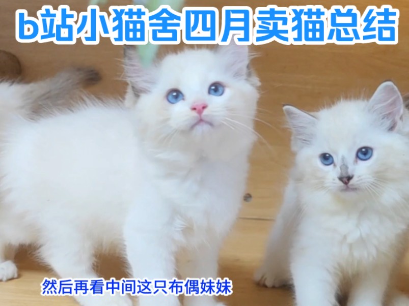 B站小猫舍四月份卖猫总结,来看看赚不赚钱!哔哩哔哩bilibili