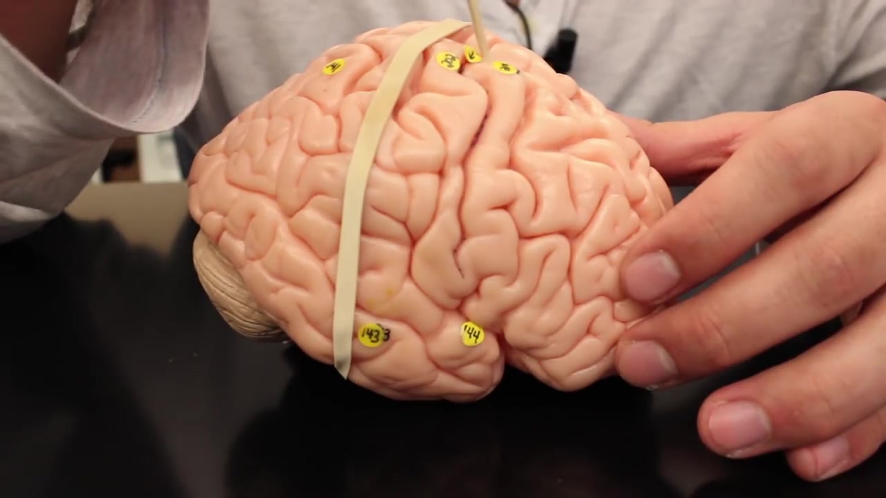 ninja nerd science anatomy of the brain