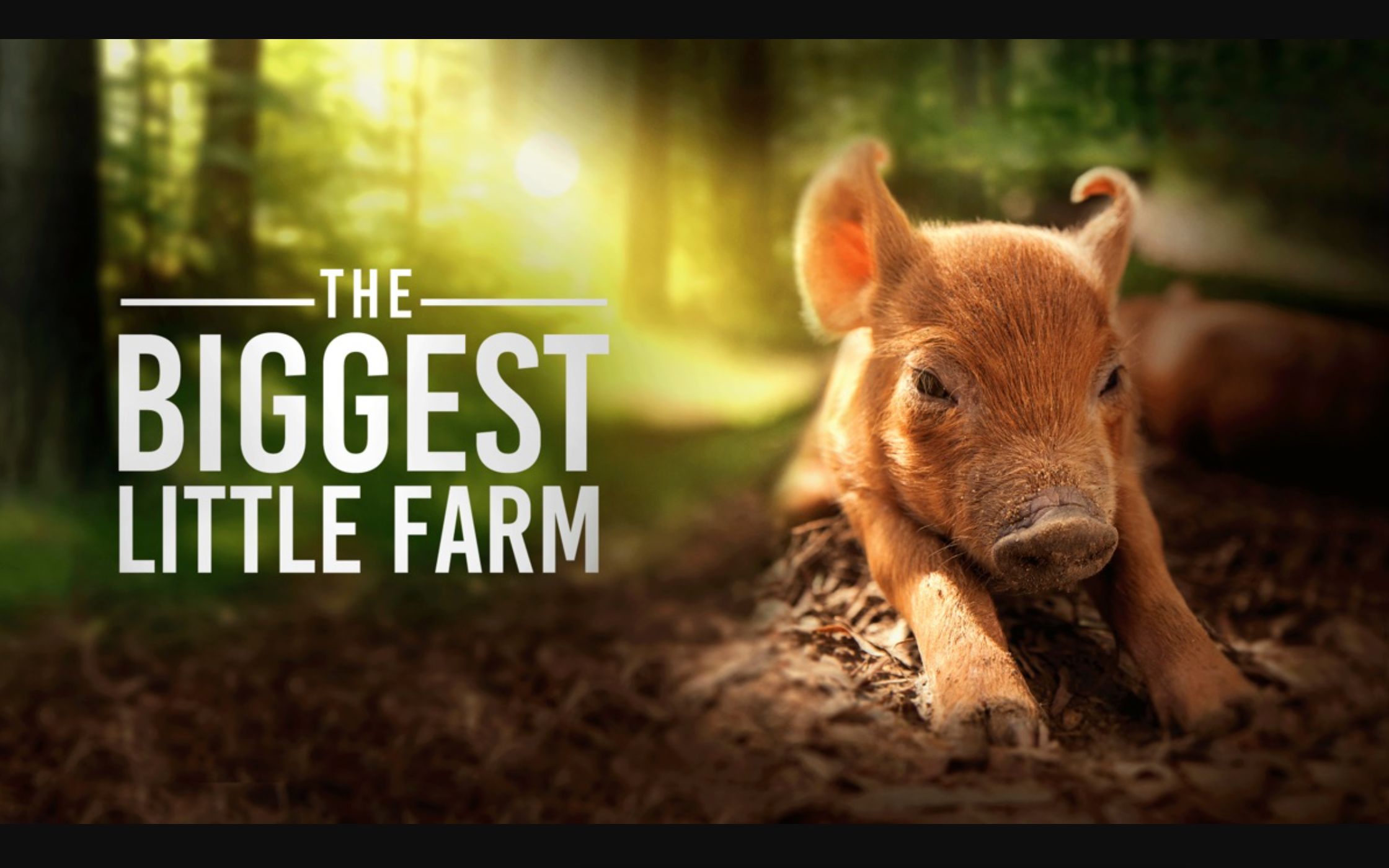 【纪录片】最大的小小农场 1080P中英文双语字幕 The Biggest Little Farm哔哩哔哩bilibili