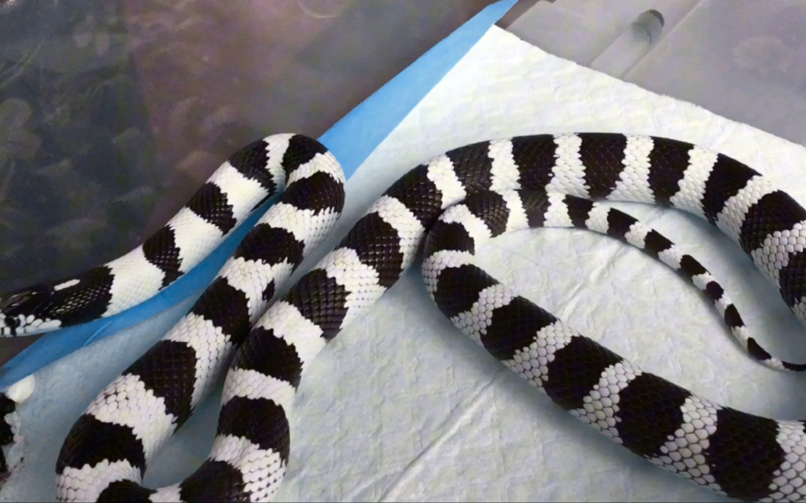 加州王蛇莫哈维|宛如一件被精心雕琢的艺术品