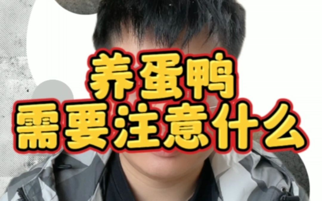 养蛋鸭需要注意什么? 养蛋鸭的禁忌? 蛋鸭怎么养殖好? 蛋鸭好养吗? 养蛋鸭要注意哪些事项? 养鸭前期要注意什么? 怎样养鸭子长得又快又好?哔哩哔...