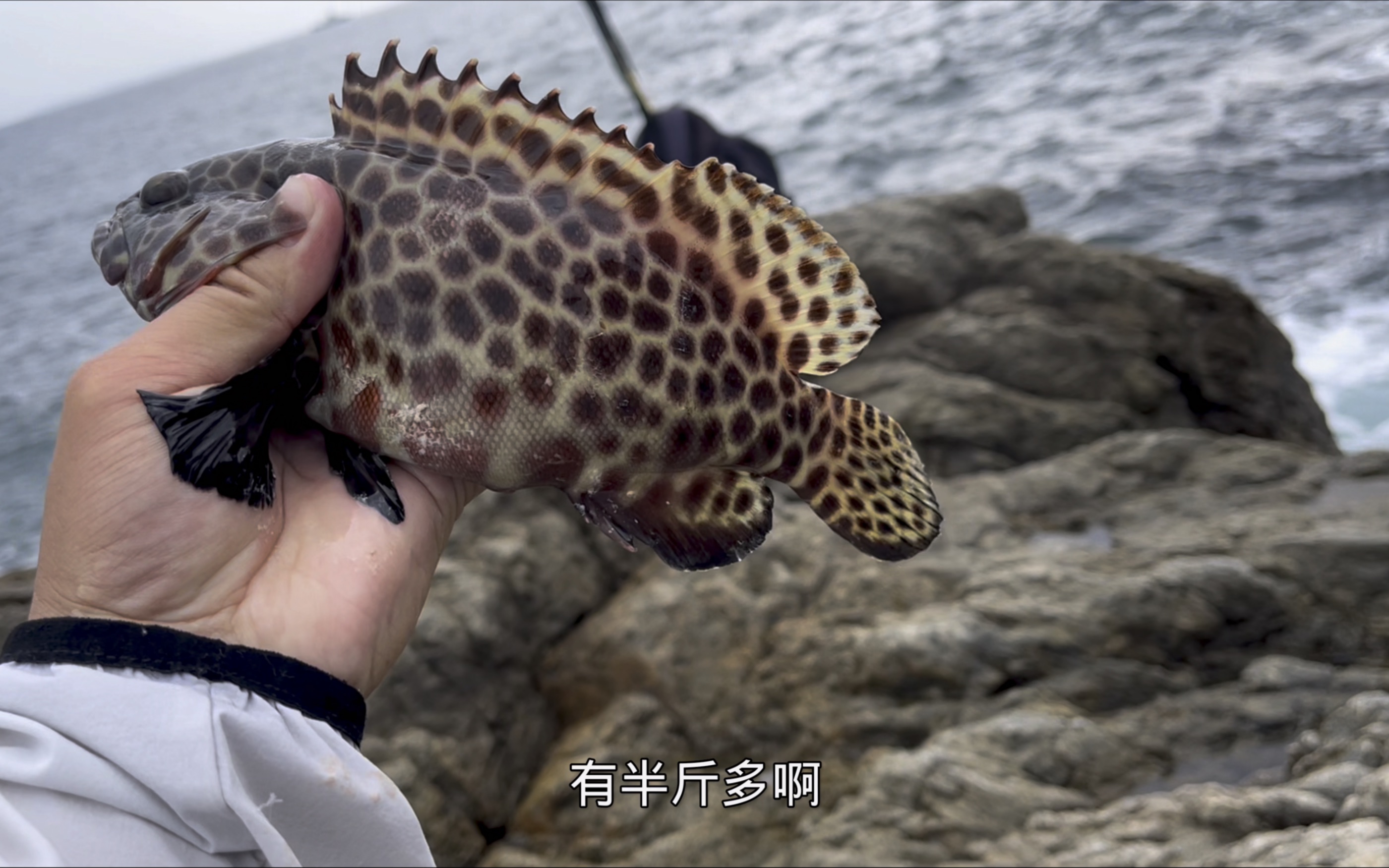 深圳海钓,钓到一条名贵石斑,不过还是钓泥猛鱼的比较多