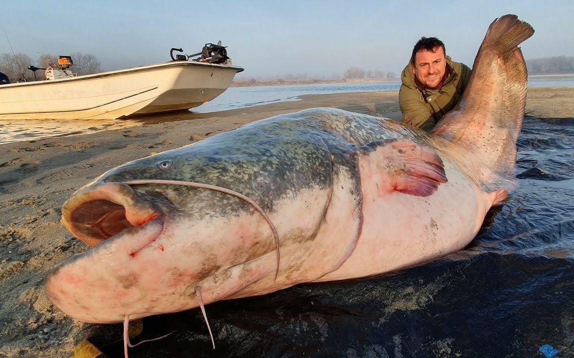 这才是钓鱼.河里面全是几百斤的大鱼,真过瘾.