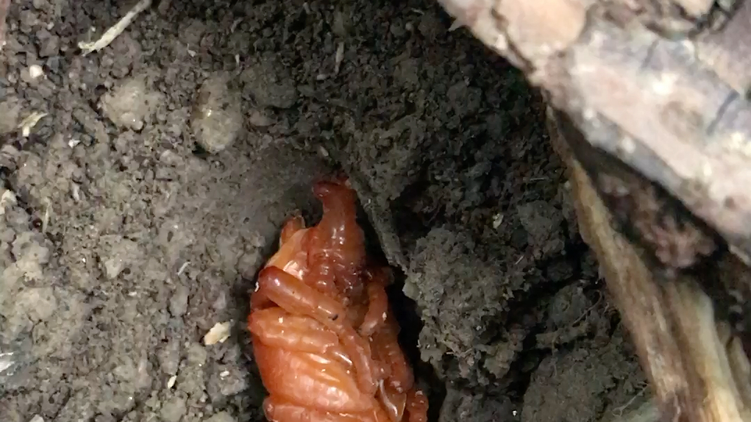 蠕动的独角仙蛹