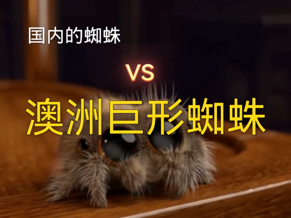 澳洲大蜘蛛